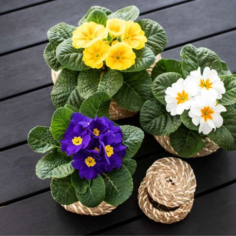 Primula Acaulis (zaad)