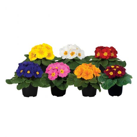 Primula Acaulis (zaad)