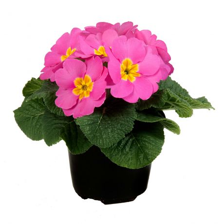 Primula Acaulis (zaad)