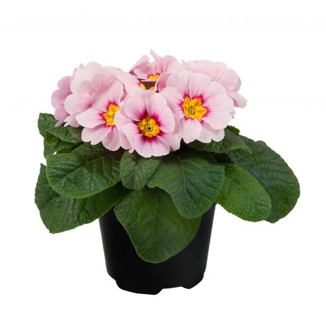 Primula Acaulis (zaad)