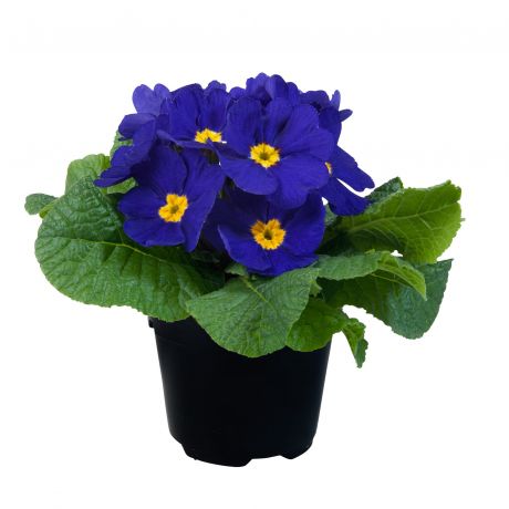 Primula Acaulis (zaad)