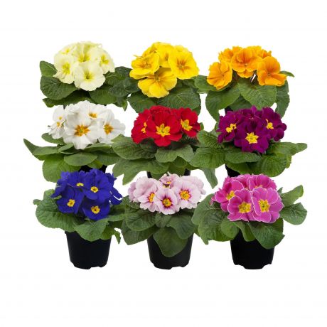 Primula Acaulis (zaad) Primula, Zaad