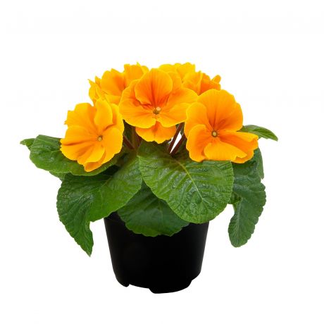 Primula Acaulis (zaad)