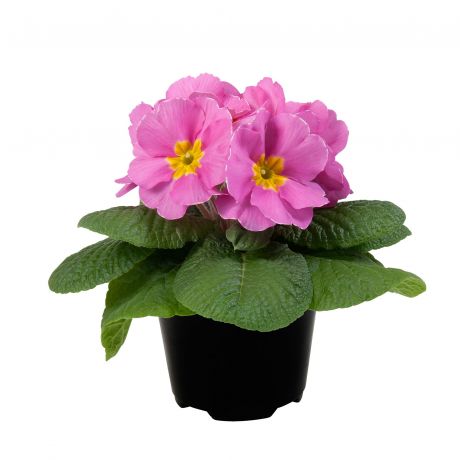 Primula Acaulis (zaad)