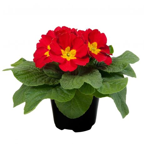 Primula Acaulis (zaad)