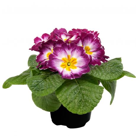 Primula Acaulis (zaad)