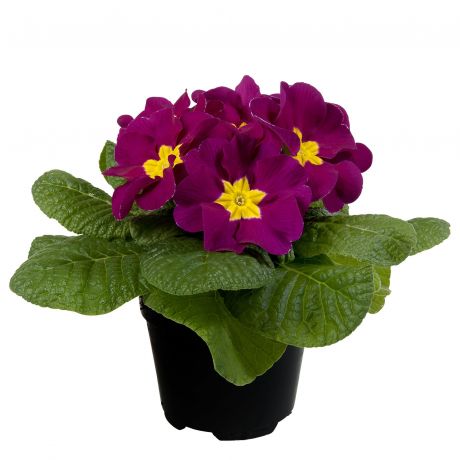 Primula Acaulis (zaad)