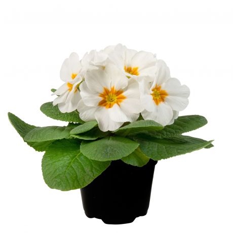Primula Acaulis (zaad)