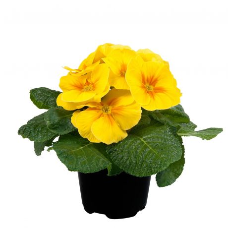 Primula Acaulis (zaad)