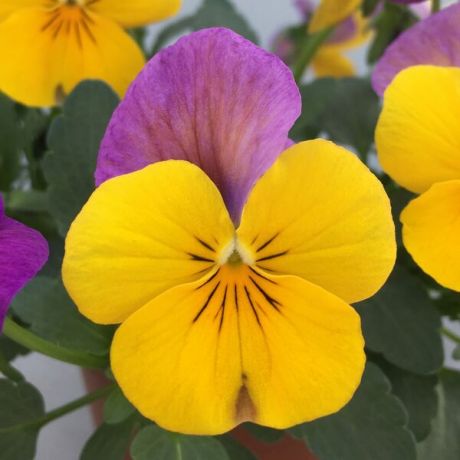 Viola Corn (zaad)