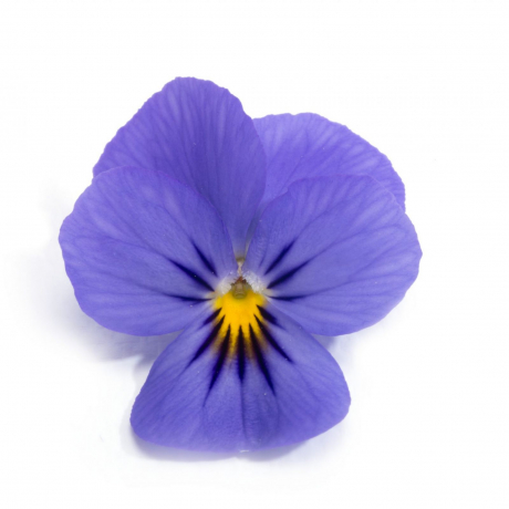 Viola Corn (zaad)
