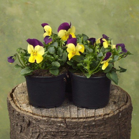 Viola Corn (zaad)
