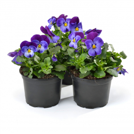Viola Corn (zaad)