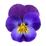Viola Corn (zaad)