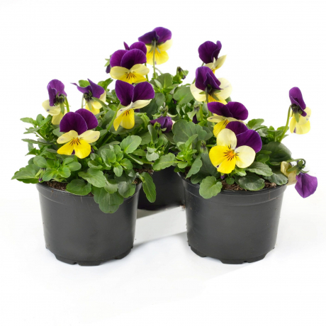 Viola Corn (zaad) Violen, Zaad
