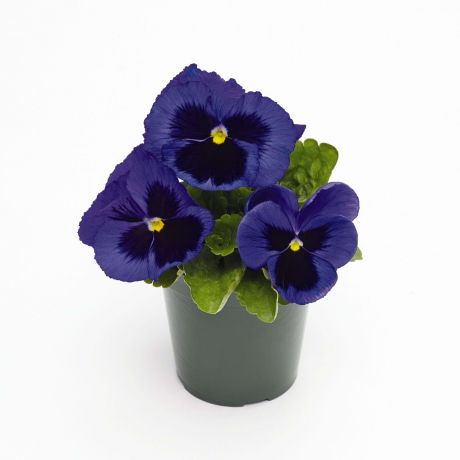 Viola Wittrockiana (zaad)