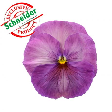 Viola Wittrockiana (zaad)