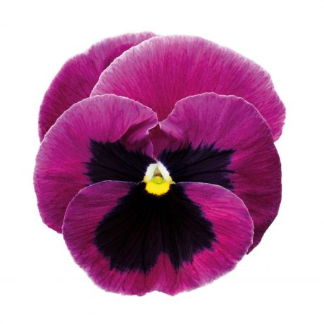 Viola Wittrockiana (zaad)