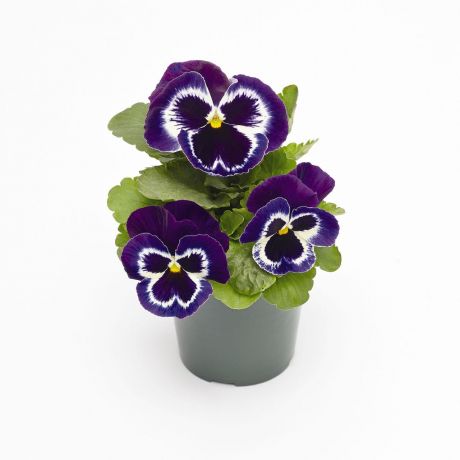 Viola Wittrockiana (zaad)