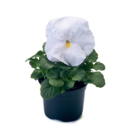Viola Wittrockiana (zaad)
