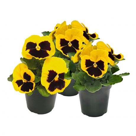 Viola Wittrockiana (zaad) Violen, Zaad
