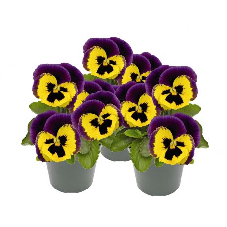 Viola Wittrockiana (zaad)