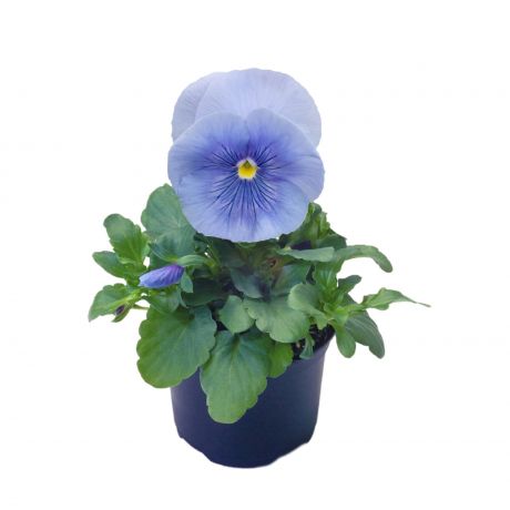 Viola Wittrockiana (zaad)