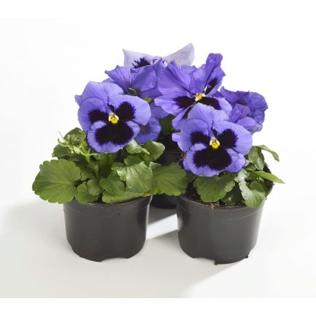 Viola Wittrockiana (zaad)