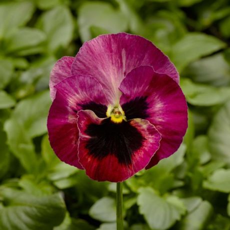 Viola Wittrockiana (zaad)