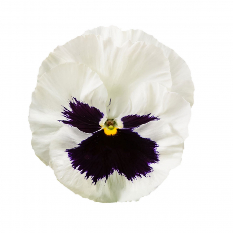 Viola Wittrockiana (zaad)