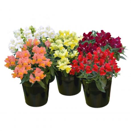 Antirrhinum majus Snaptini Mix (zaad) Perkplanten, Zaad