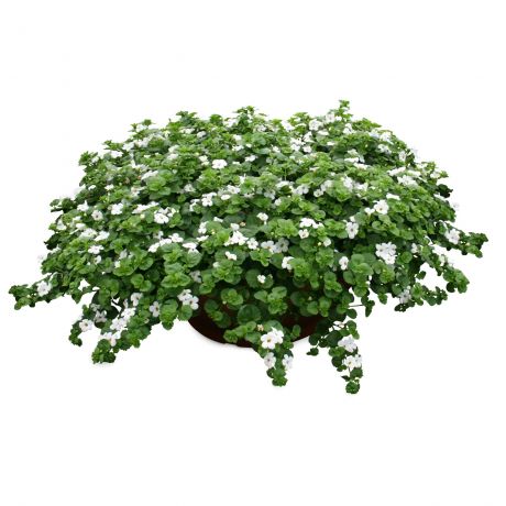 Bacopa Sutera Cordata (stek)