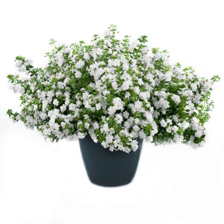 Bacopa Sutera Cordata (stek) Perkplanten, Stek