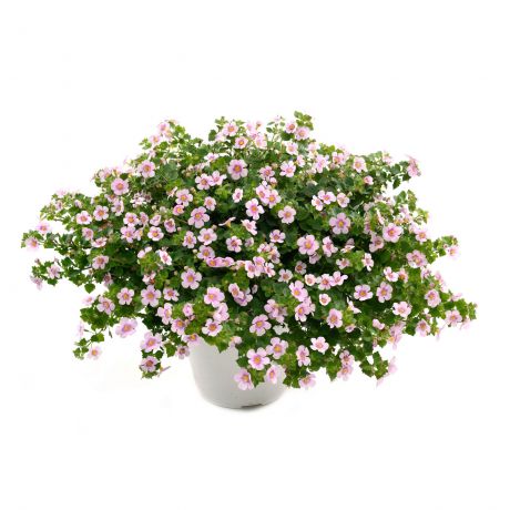 Bacopa Sutera Cordata (stek)