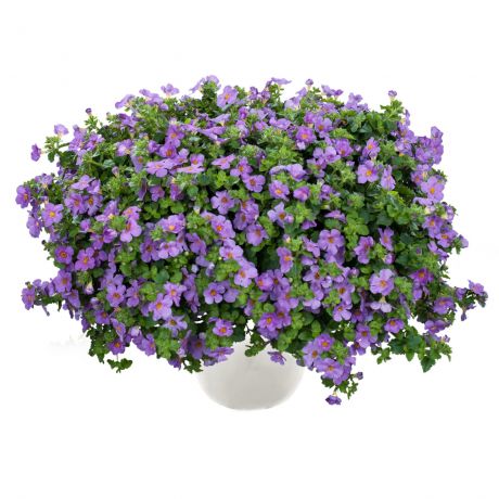 Bacopa Sutera Cordata (stek)