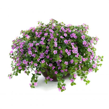 Bacopa Sutera Cordata (stek)