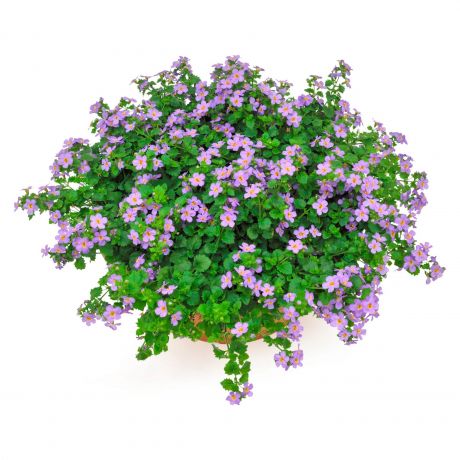 Bacopa Sutera Cordata (stek)