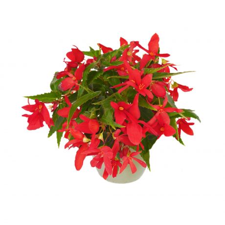 Begonia Boliviensis (zaad) Perkplanten, Zaad
