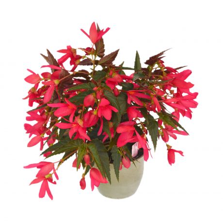 Begonia Boliviensis (zaad)