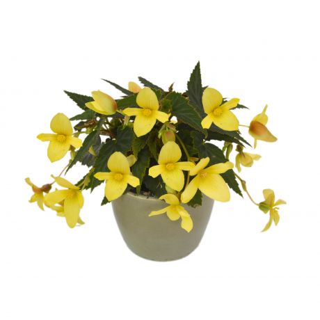 Begonia Boliviensis (zaad)
