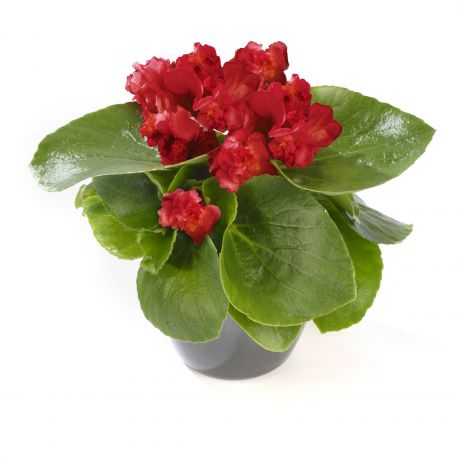 Begonia Boliviensis (zaad)