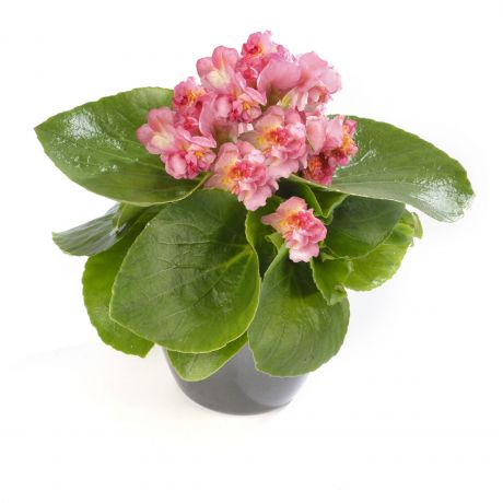 Begonia Boliviensis (zaad)