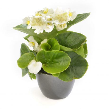 Begonia Boliviensis (zaad)
