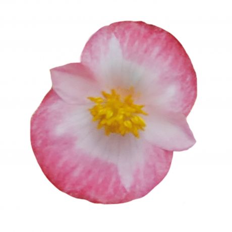 Begonia Boliviensis (zaad)
