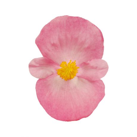 Begonia Boliviensis (zaad)