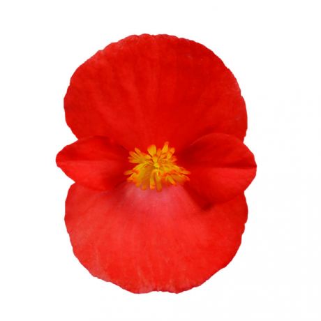 Begonia Boliviensis (zaad)