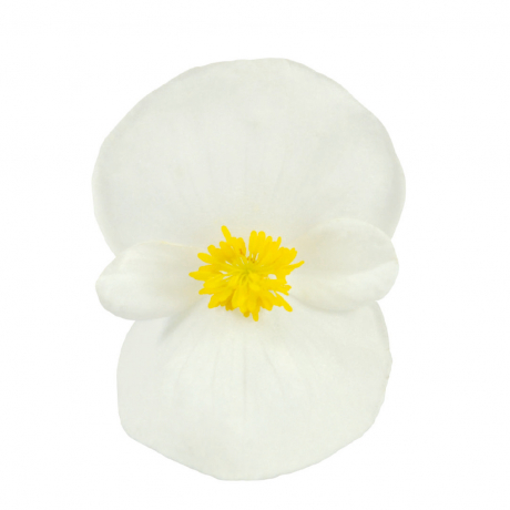 Begonia Boliviensis (zaad)