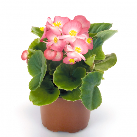 Begonia Boliviensis (zaad)