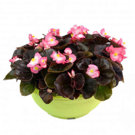 Begonia Boliviensis (zaad)