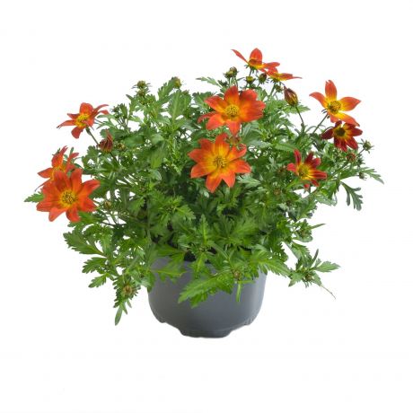 Bidens ferulifolia (stek) Perkplanten, Stek